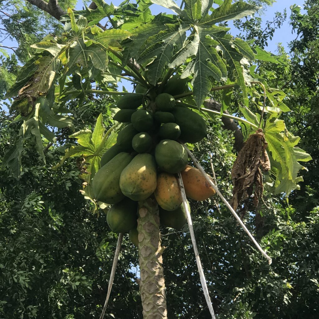 Papaya is definitely the easiest tropical fruit for Florida gardeners