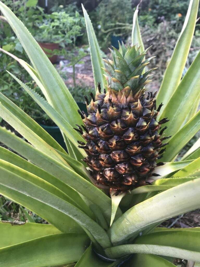 Pineapple is another on of the easy tropical fruits for Florida — but growing them requires restraint.