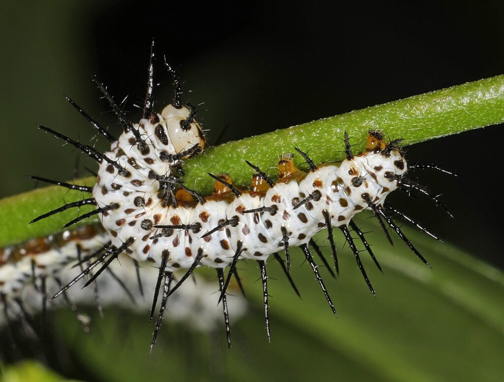 Native zebra longwing caterpillars need Native Florida Butterfly Plants to survive