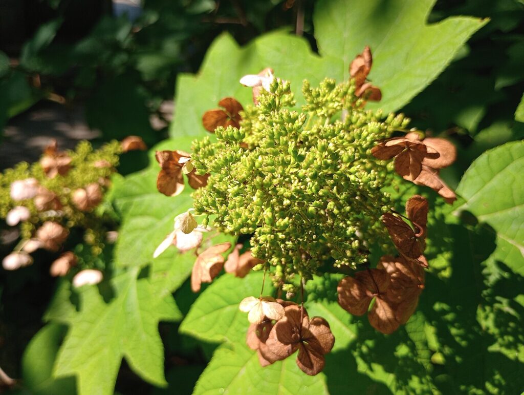 Florida native Oakleaf Hydrangea