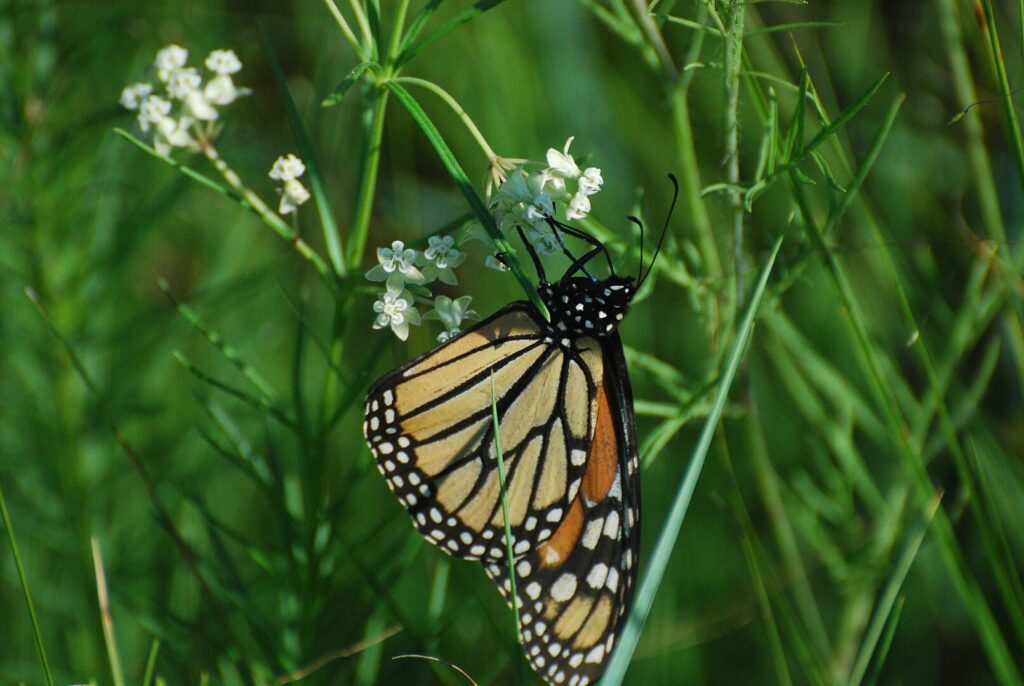 There are several Native Florida Butterfly Plants in the milkweed family to support Monarch butterflies