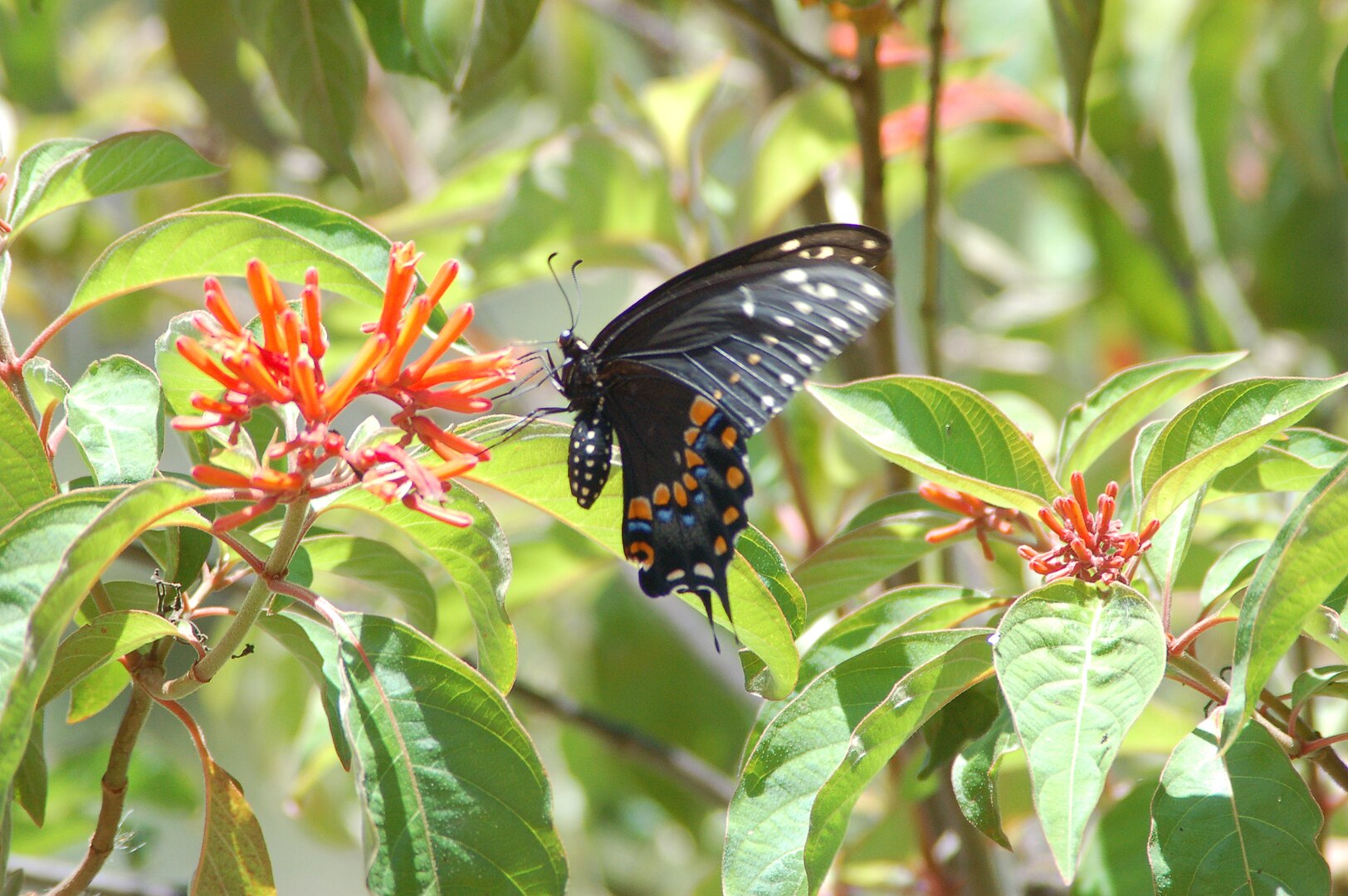 Black Swallowtail Butterfly garhering nectar from Firebush, a native Florida shrub
