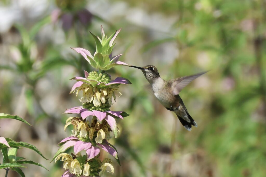 Many Native Florida Butterfly Plants also support hummingbirds
