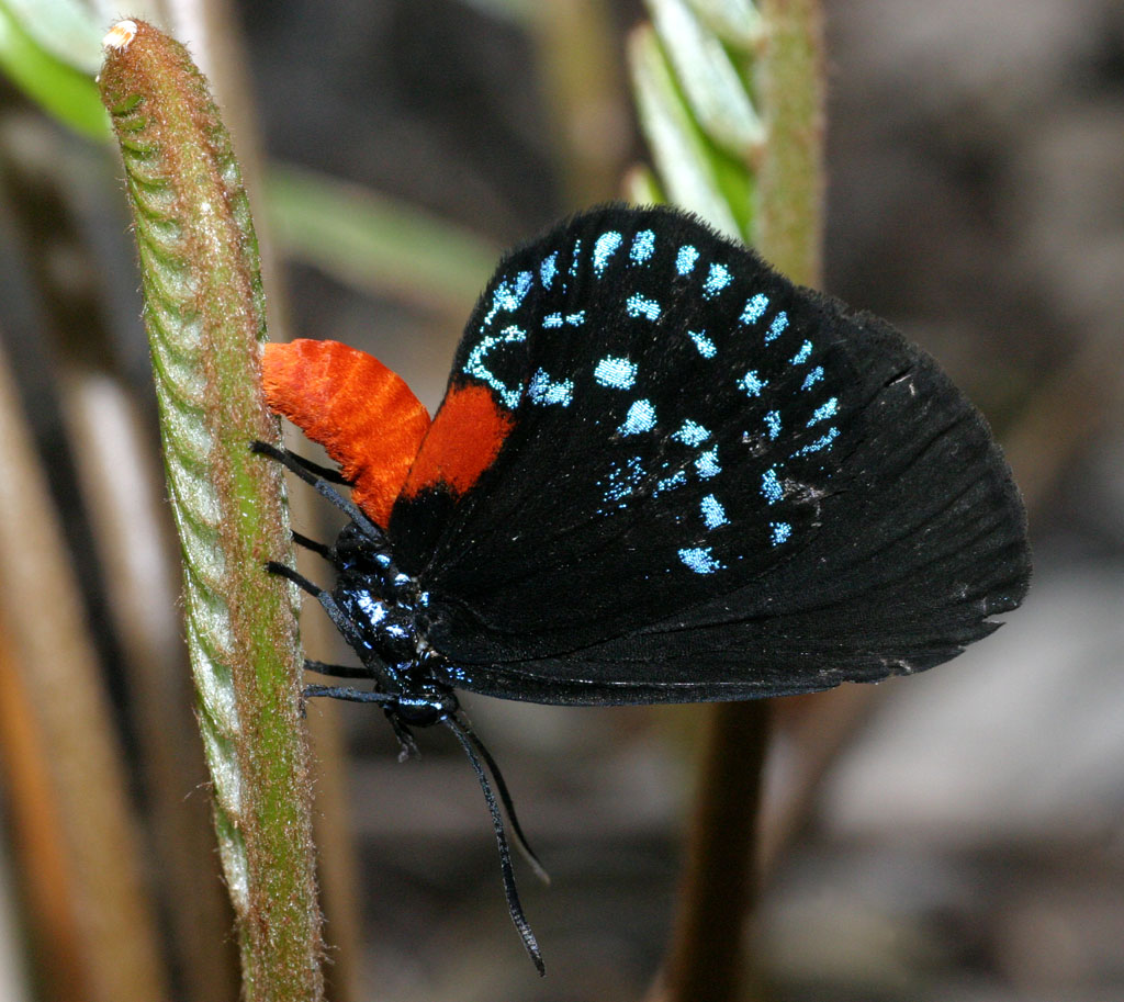 Endangered Atala on coontie, one of the best native Florida shrubs for wildlife