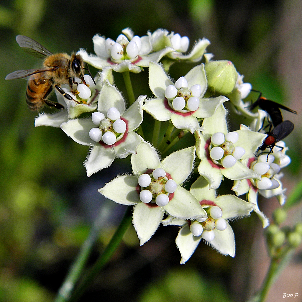 Native Florida Butterfly Plants also help to support native bees and moths