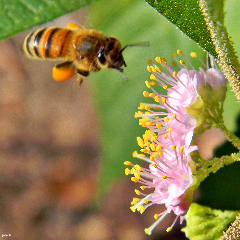 Bee feeding on native Florida shrub blossom