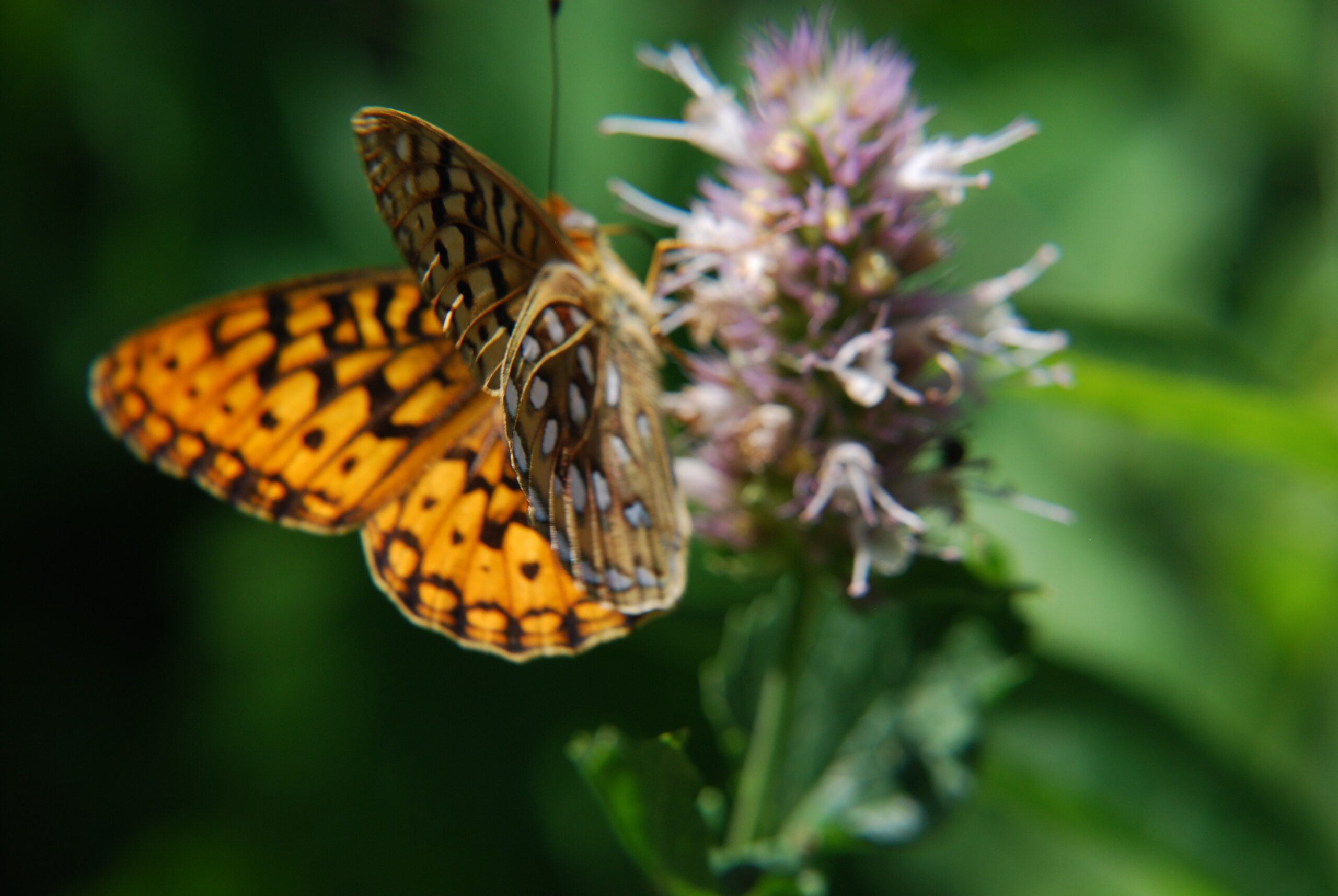 Native Florida Butterfly Plants for Your Pollinator Garden - Gulf Fritillary on Spotted Bee Balm