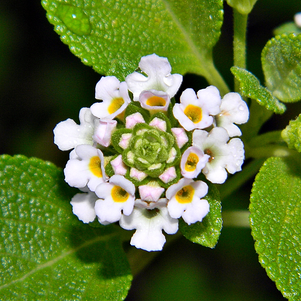 Florida native shrubs like Lantana involucrata have been systemically replaced by hybridized invasive species