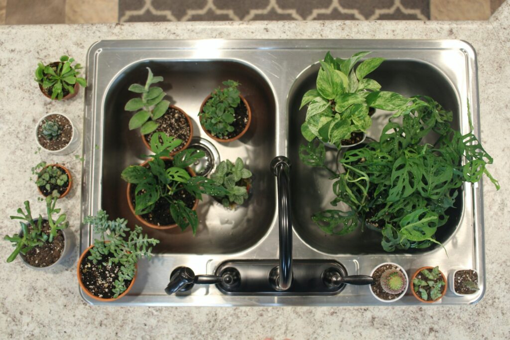 Bottom watering container gardens in Florida in the sink
