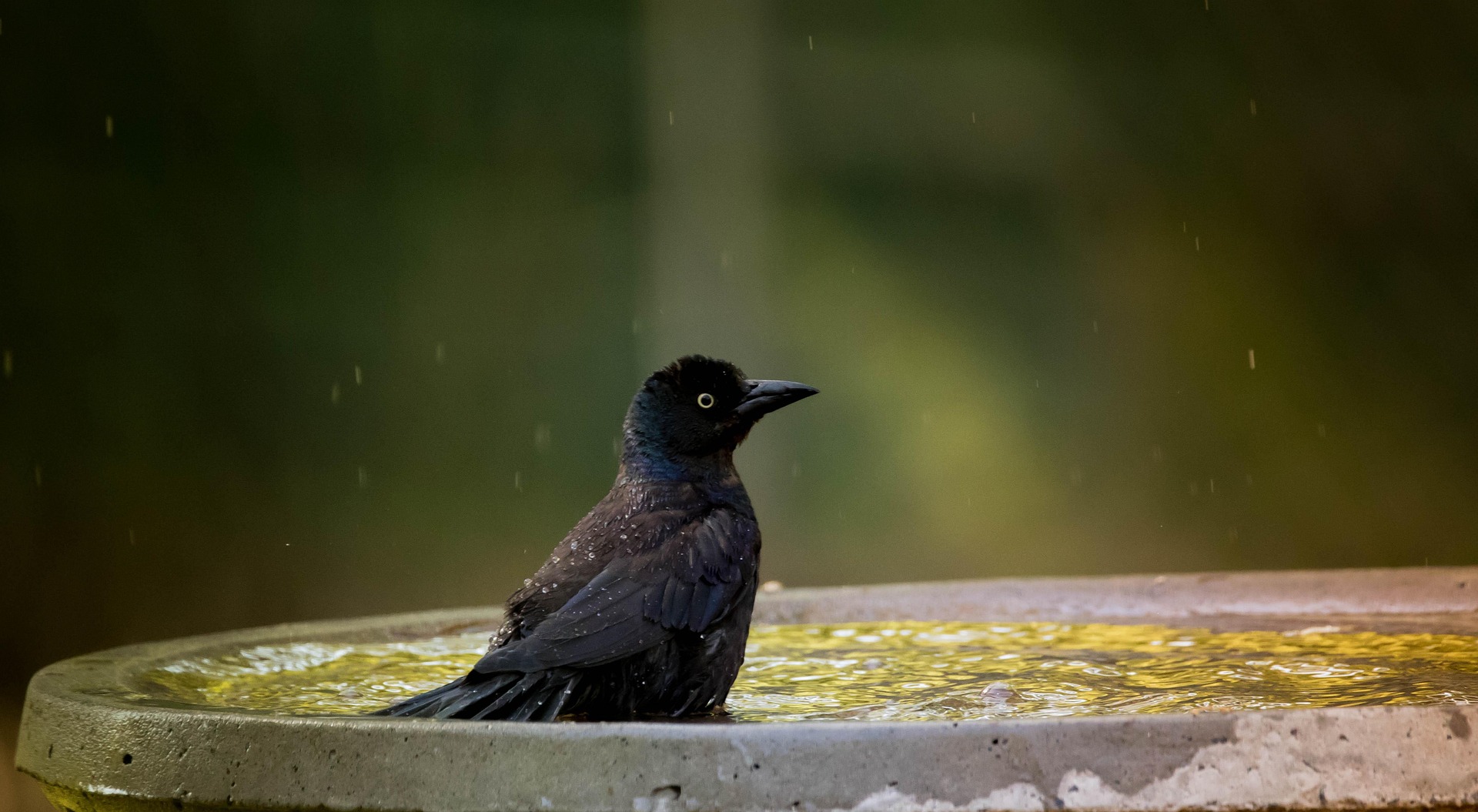 Water for Wildlife - A Grackle sitting in a birdbath