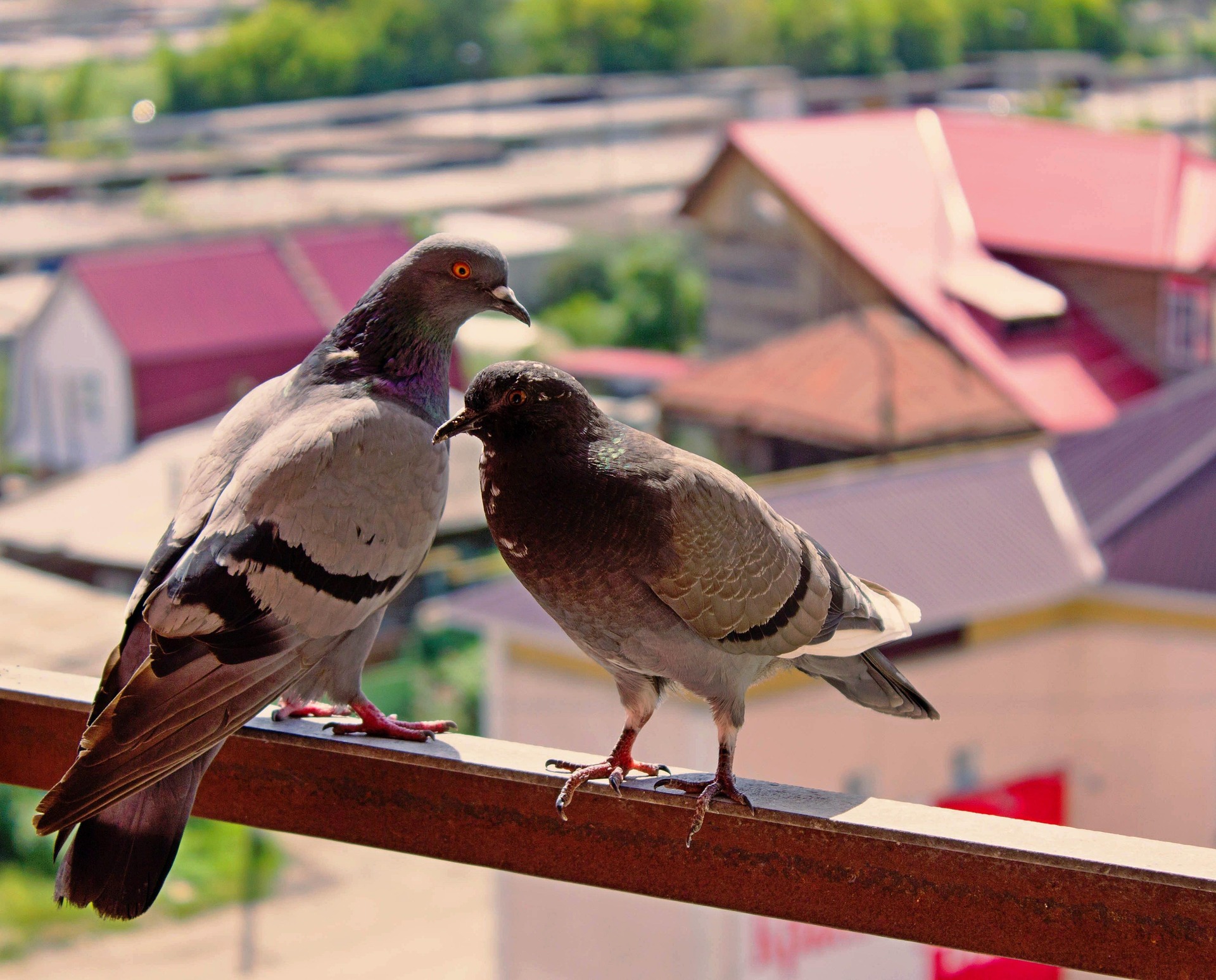 Small space container gardening on balcony with two pigeons
