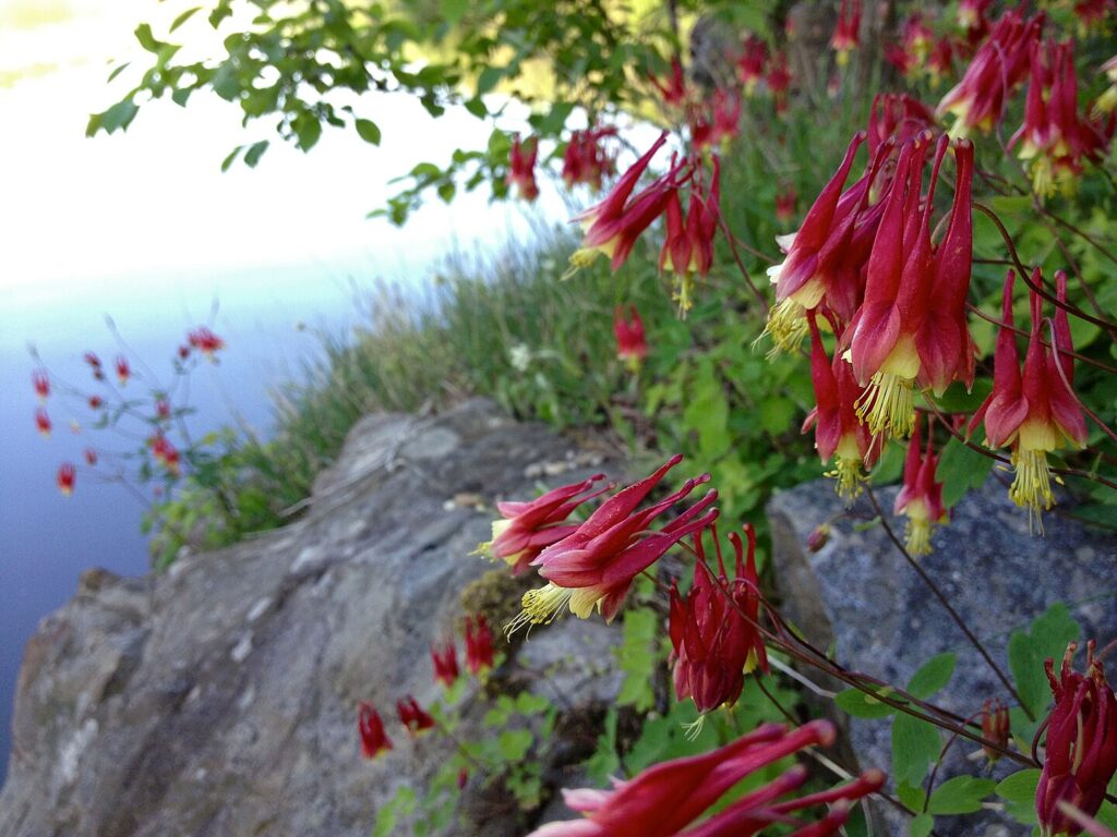 Growing wild columbine is a solution to rocky landscape areas 