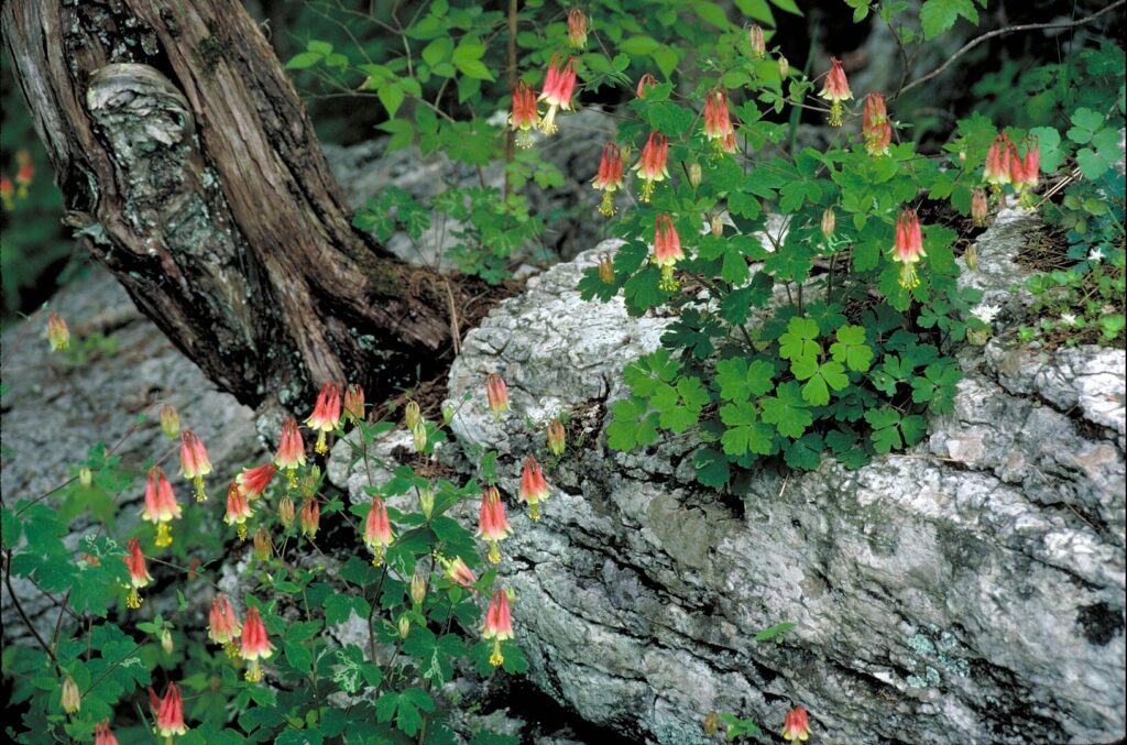 growing wild columbine in a woodland