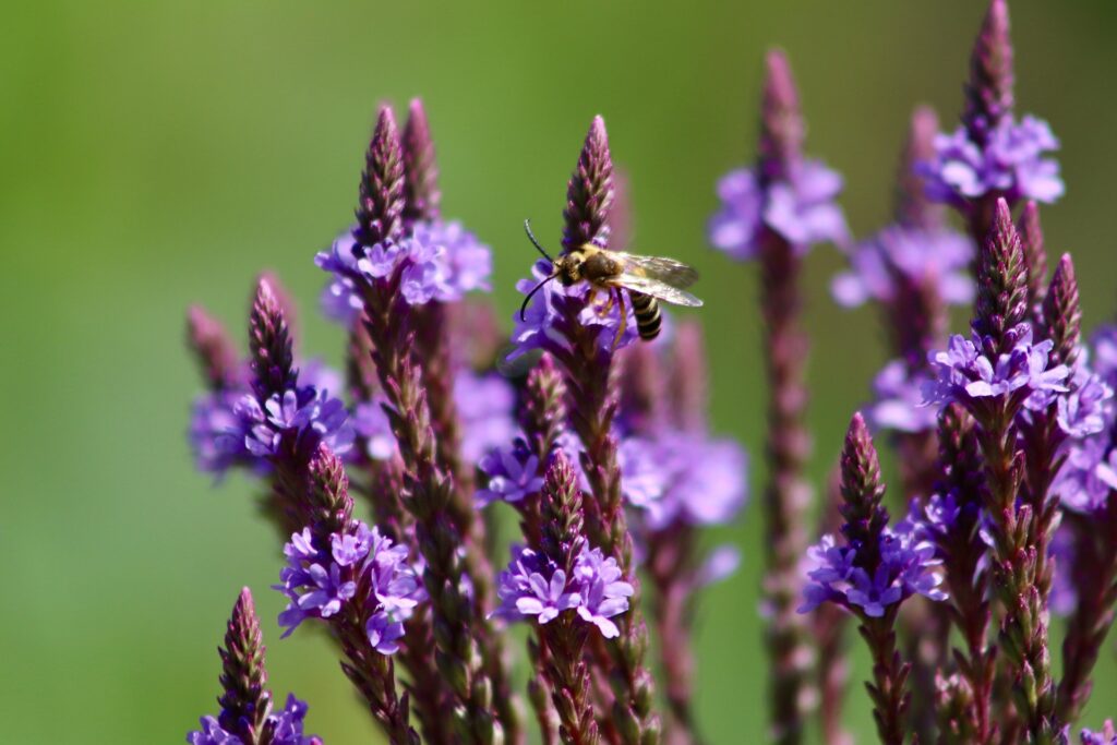 Growing Blue Vervain attracts bees to the garden