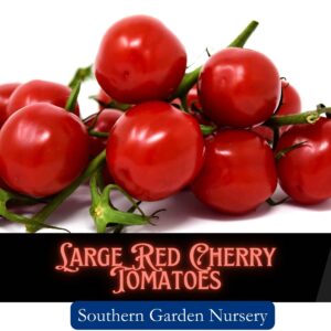 Large cherry tomato seeds