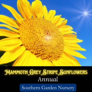 Mammoth Grey Stripe Sunflower bloom