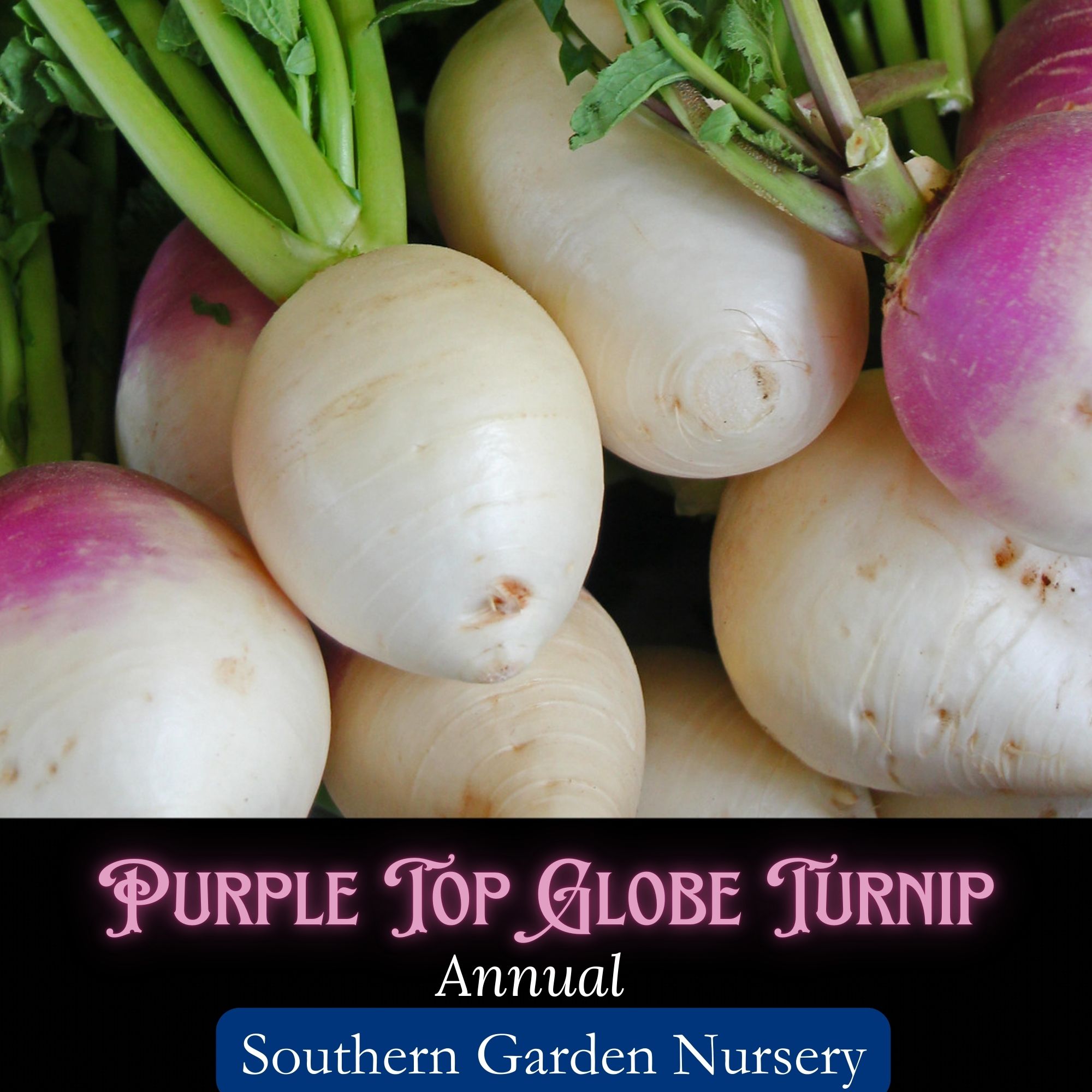 a large bunch of purple top white globe turnip