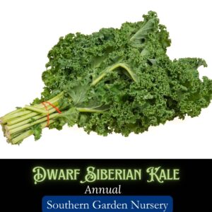 Dwarf Siberian kale bunch