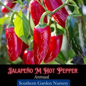 Jalapeño M pepper