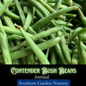 Contender Bush Beans