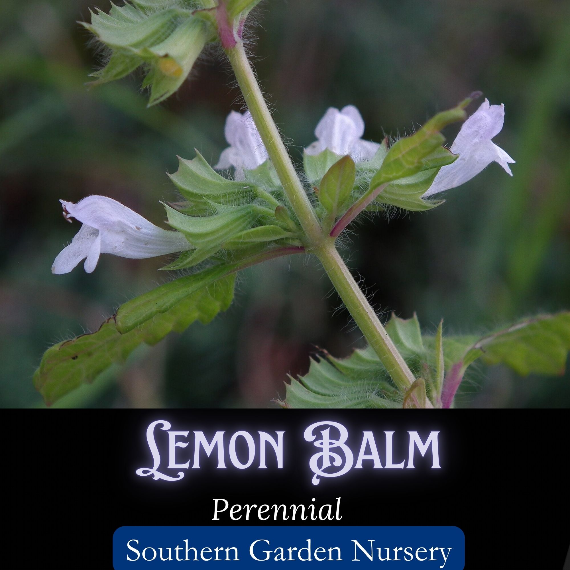 lemon balm flowers