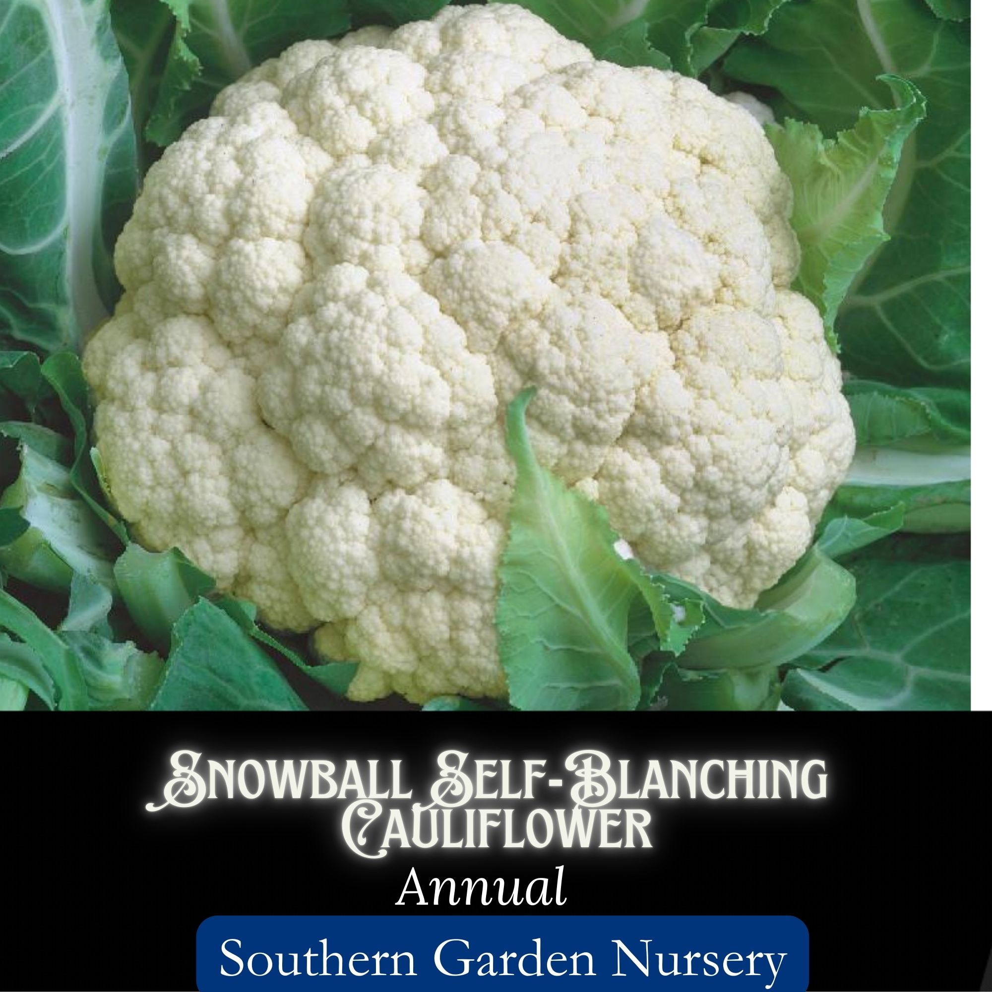 Snowball Cauliflower self-blanching seeds