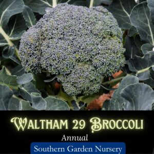 Waltham 29 broccoli