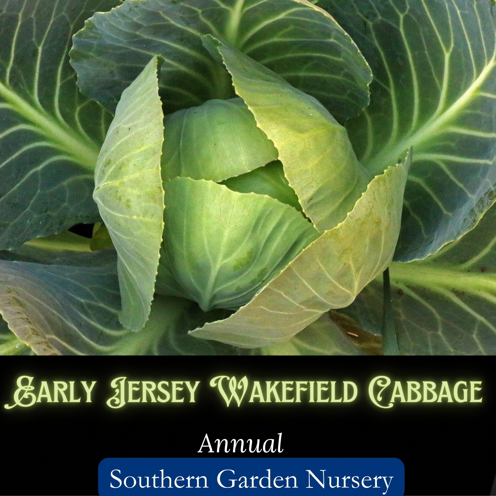 Early Jersey Wakefield Cabbage Seeds