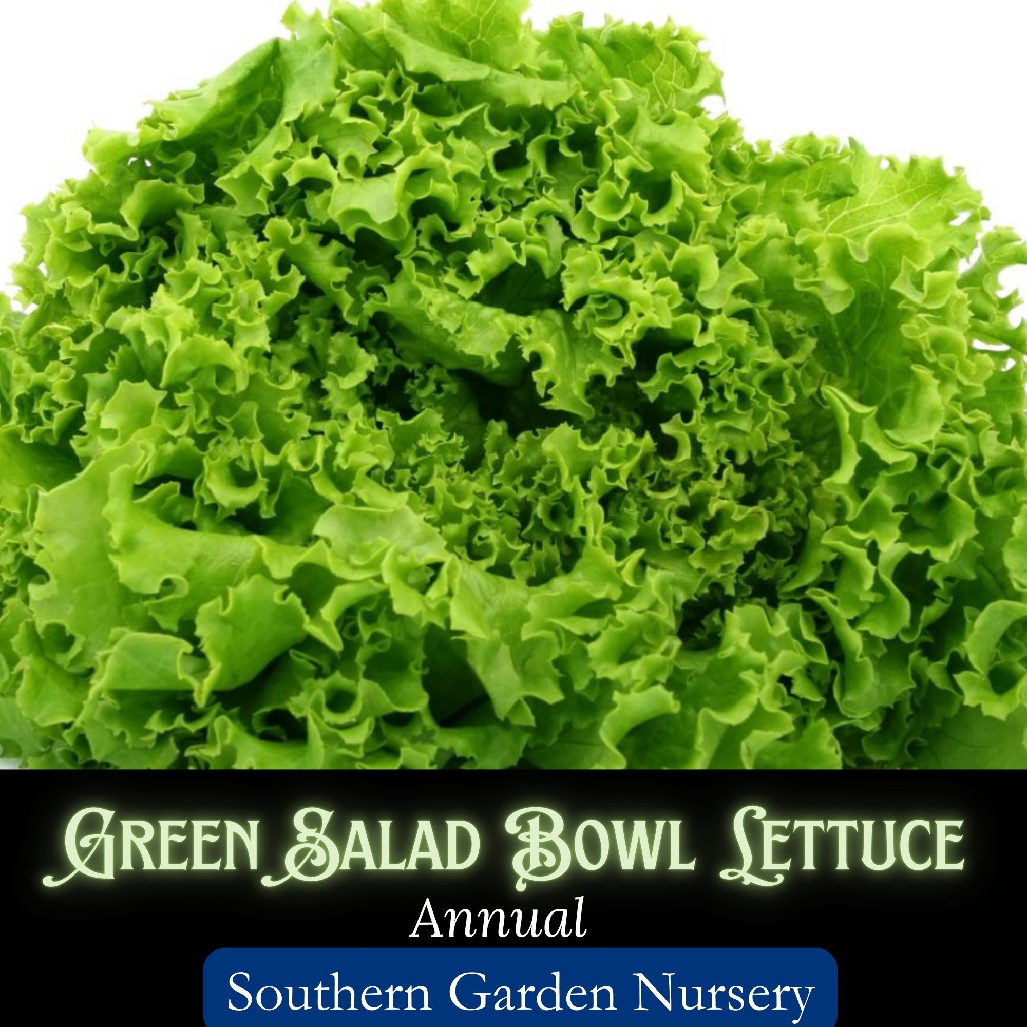 Green Salad Bowl lettuce seeds