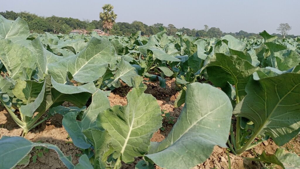 growing cauliflower in a field
