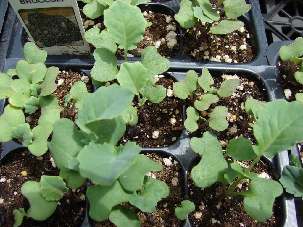 growing broccoli from seed in cell trays