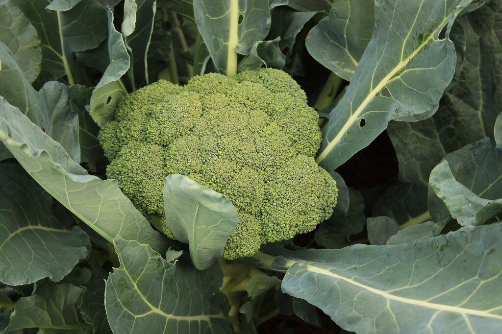 growing broccoli in a garden, ready to harvest