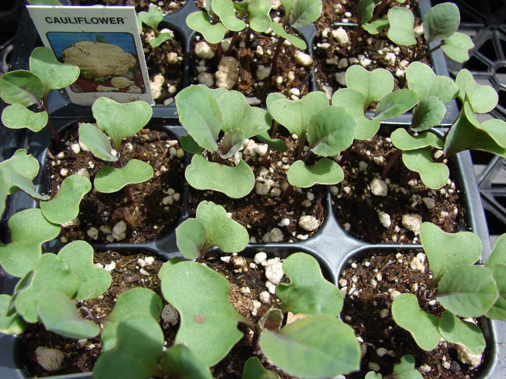 growing cauliflower from seed