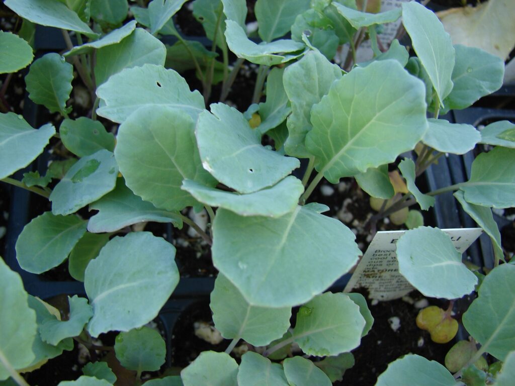 growing cauliflower from seed