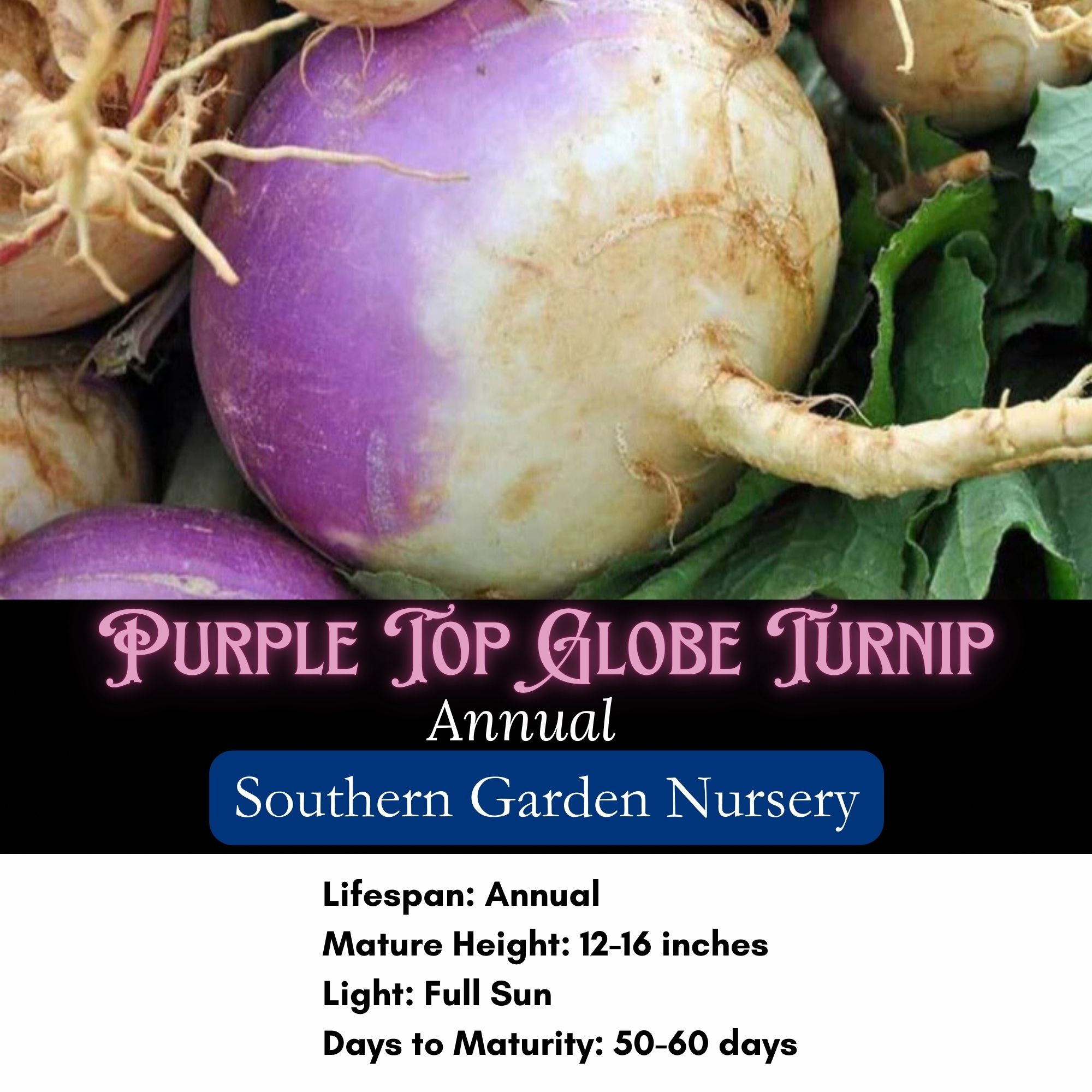 Purple Top White Globe Turnip / Brassica rapa 'Purple Top' - Image 2