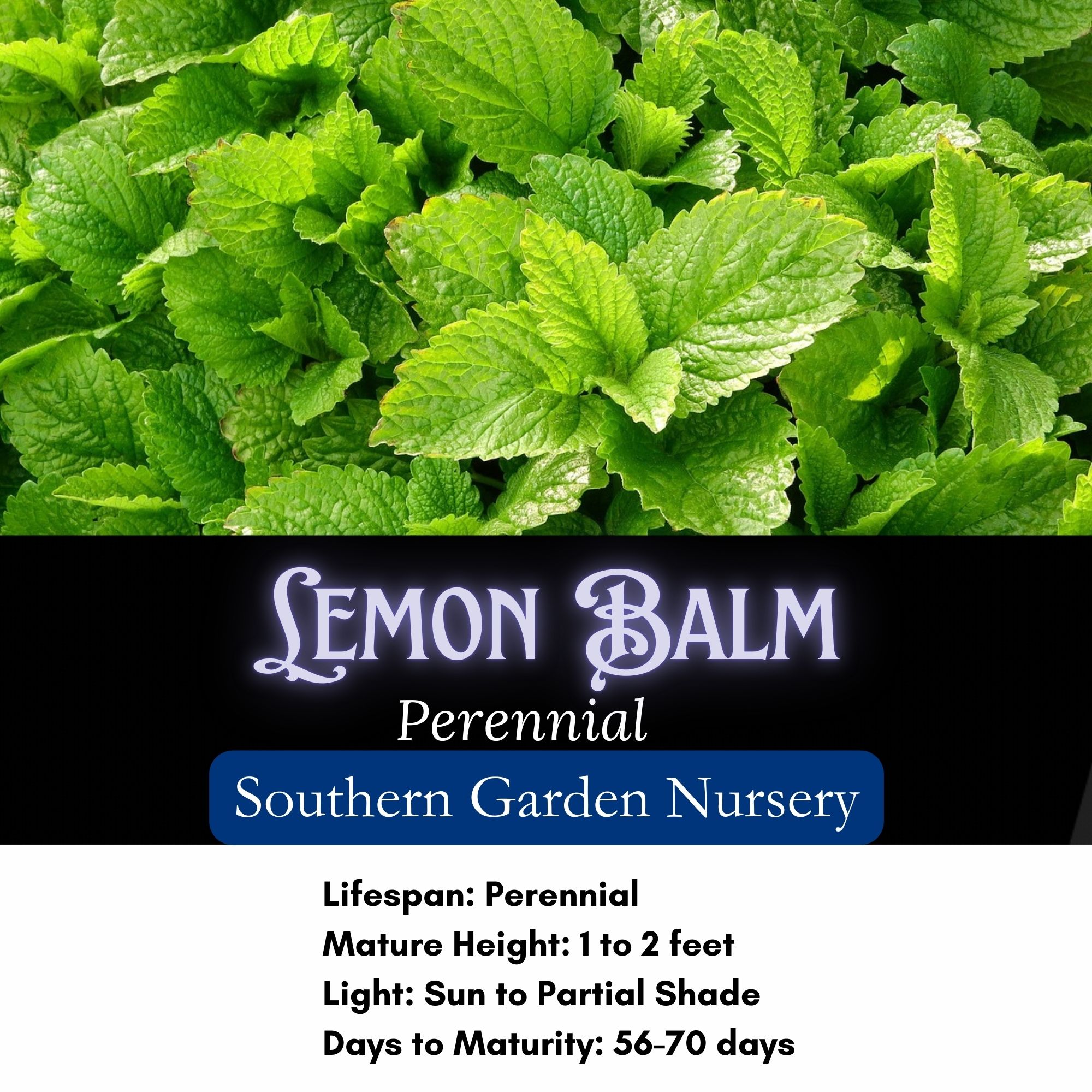lemon balm seed specifics