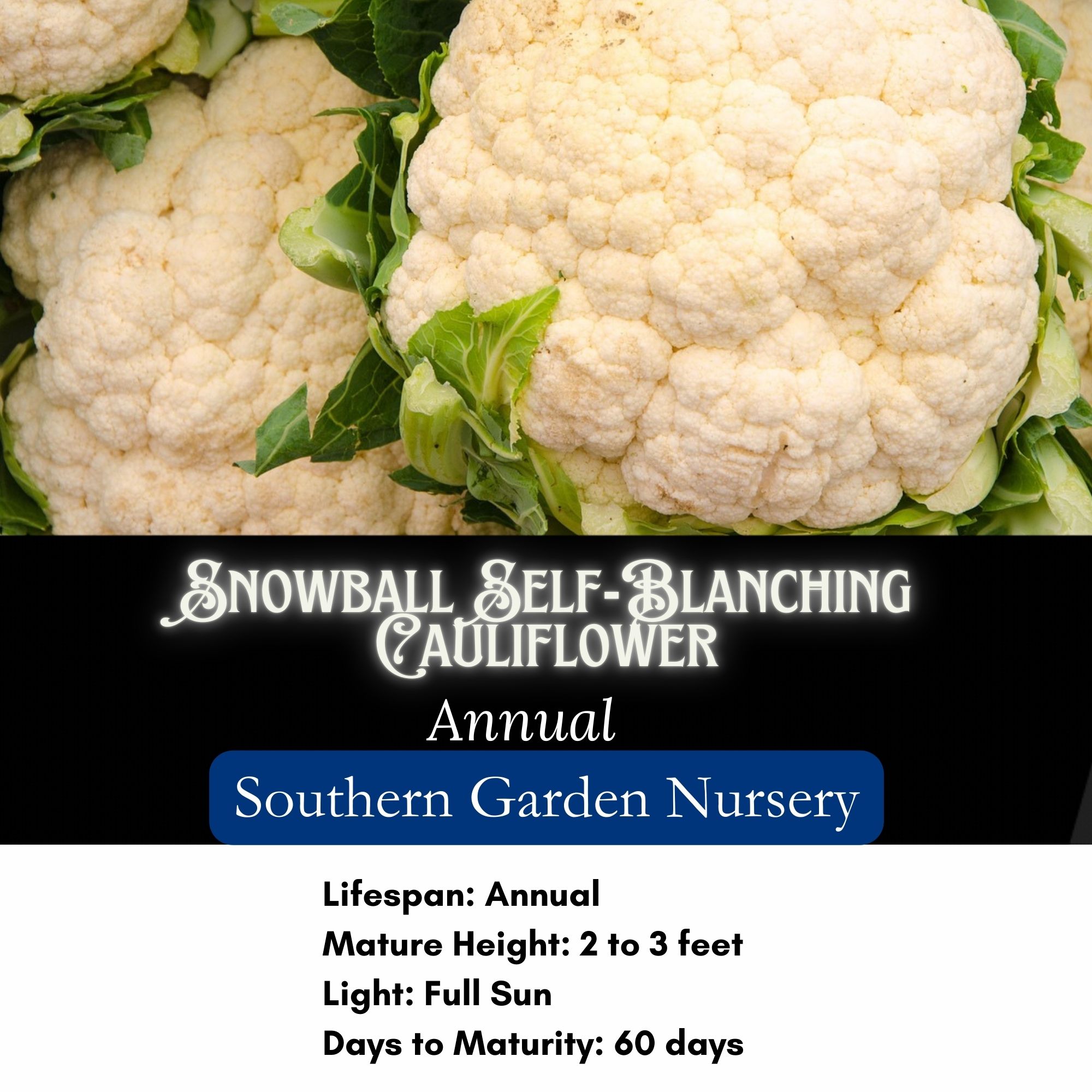 Snowball Self-Blanching Cauliflower Seeds / Brassica oleracea var. botrytis 'Snowball' - Image 2