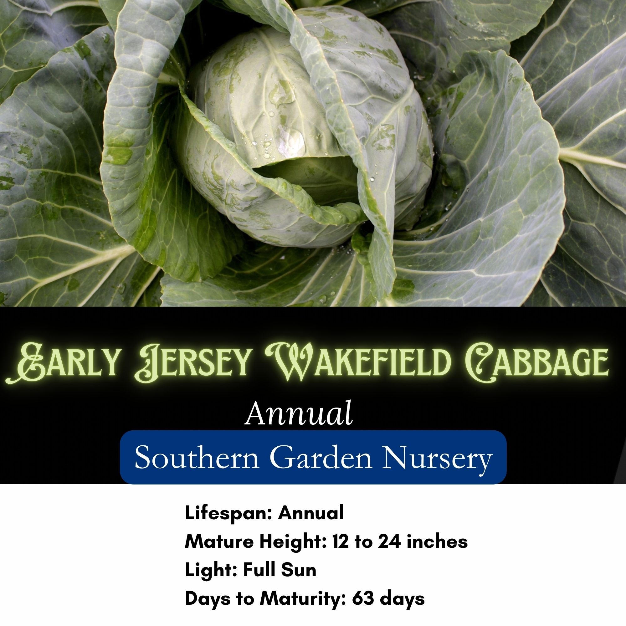 Early Jersey Wakefield Cabbage Seeds / Brassica oleracea var. capitata - Image 2