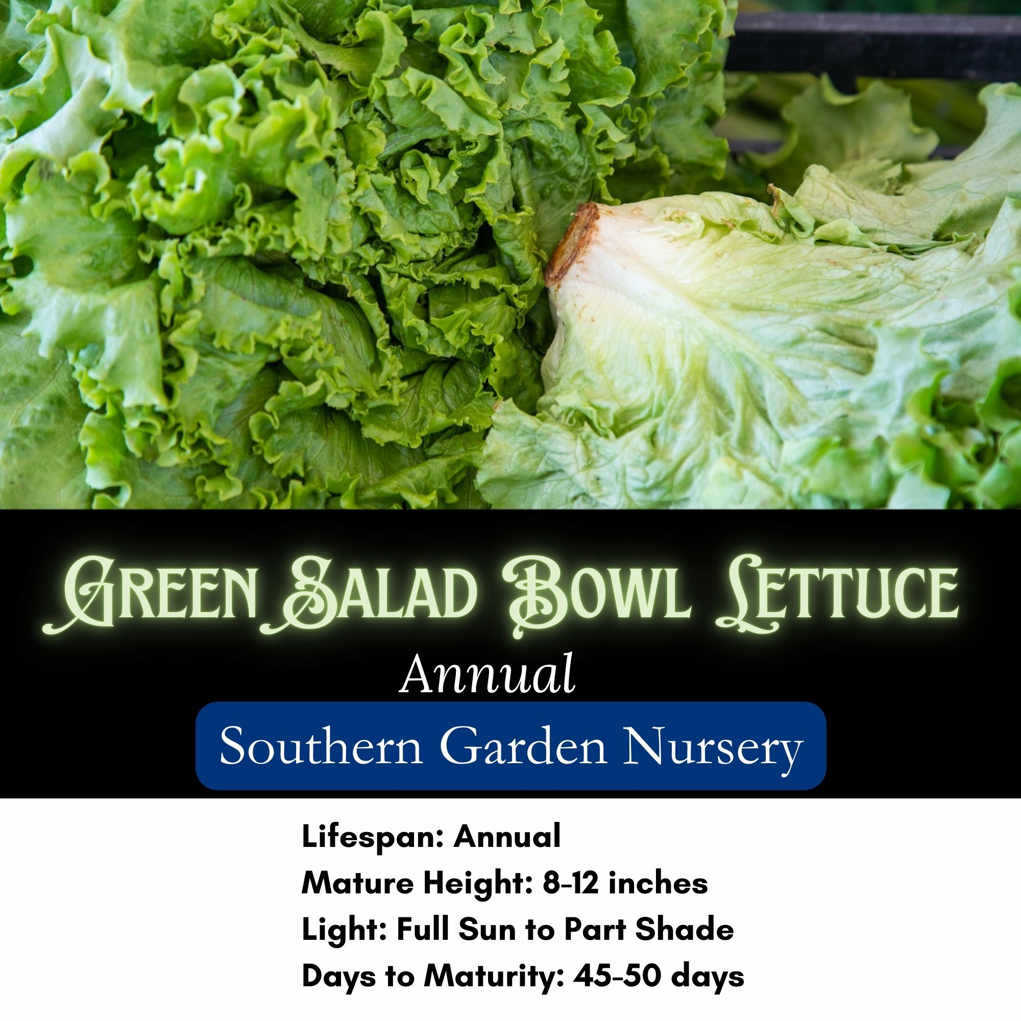 Green Salad Bowl Lettuce Seeds / Lactuca sativa 'Salad Bowl' - Image 2