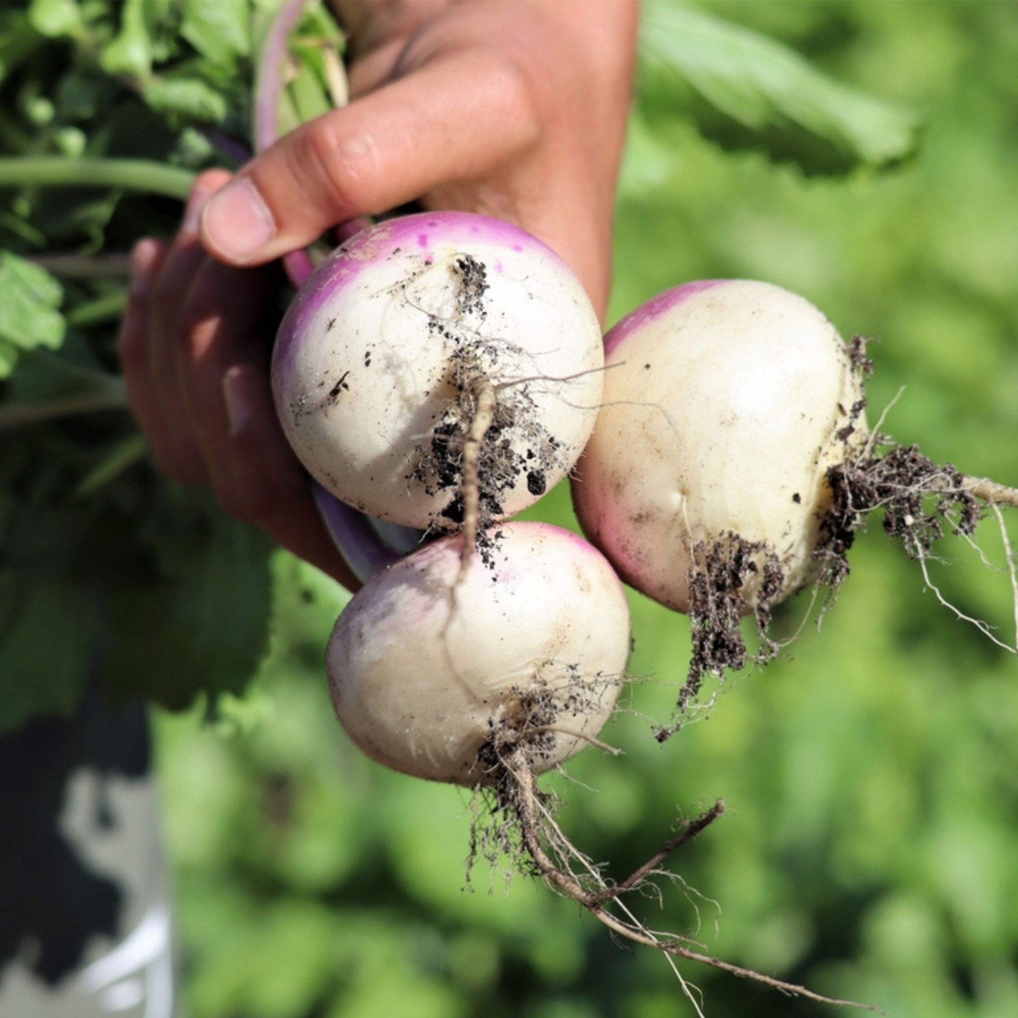 Purple Top White Globe Turnip / Brassica rapa 'Purple Top' - Image 3