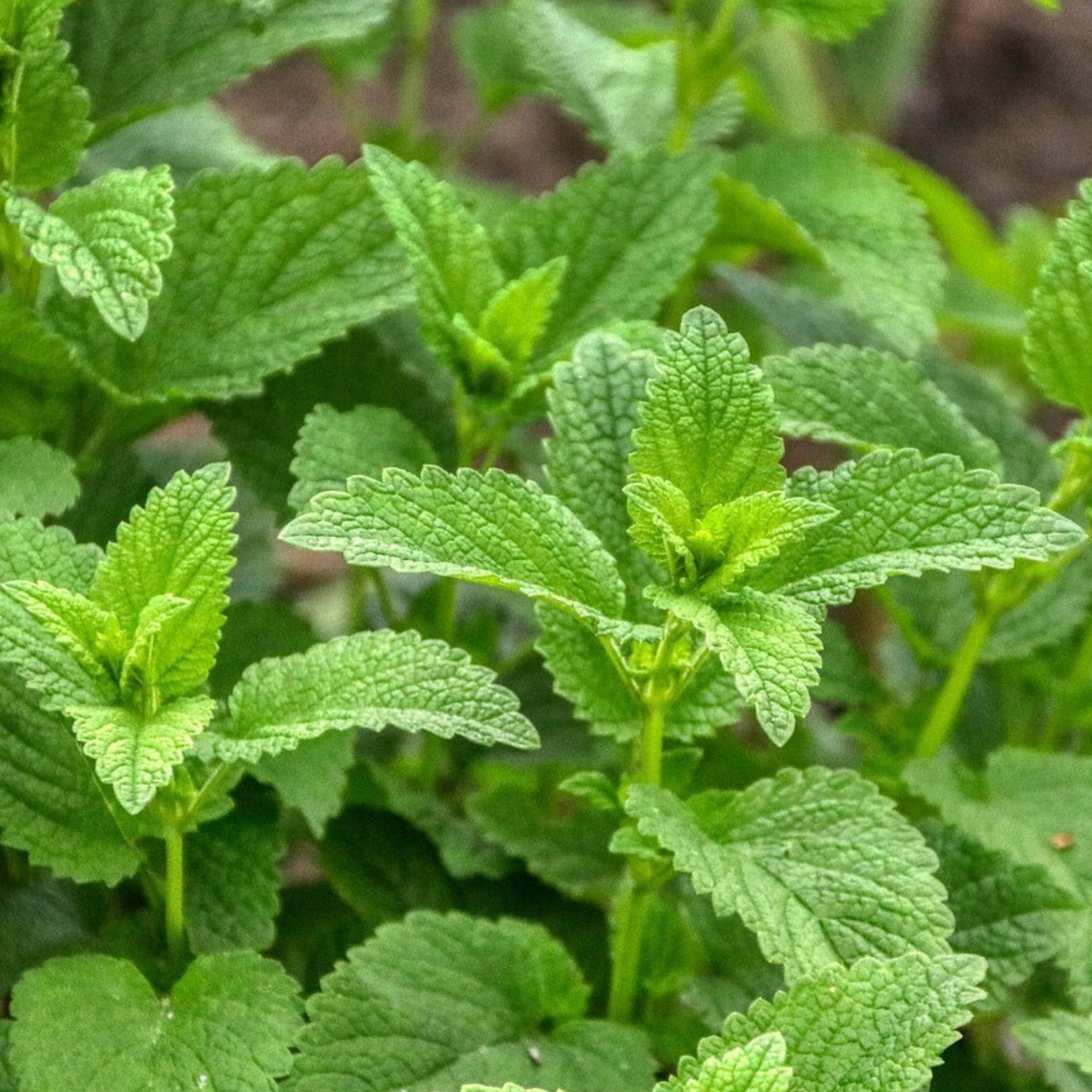 lemon balm plant