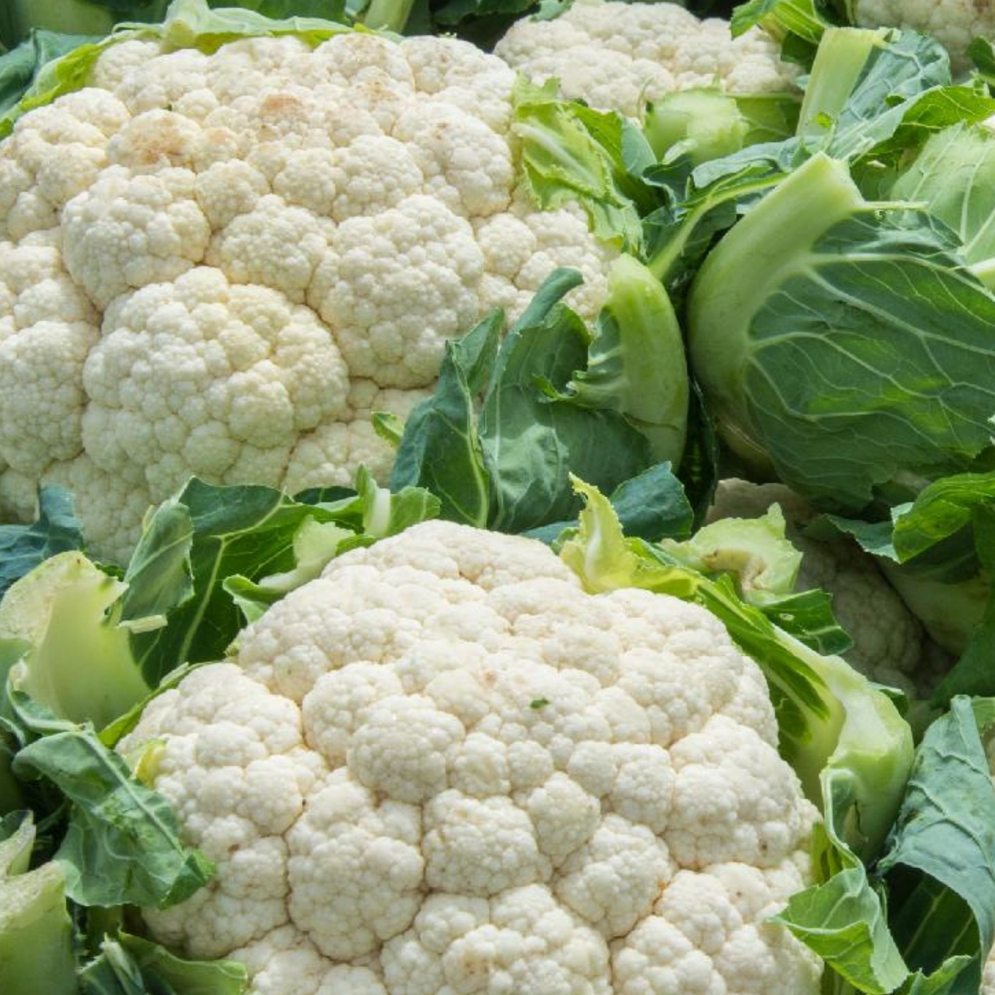 Snowball Self-Blanching Cauliflower Seeds / Brassica oleracea var. botrytis 'Snowball' - Image 3