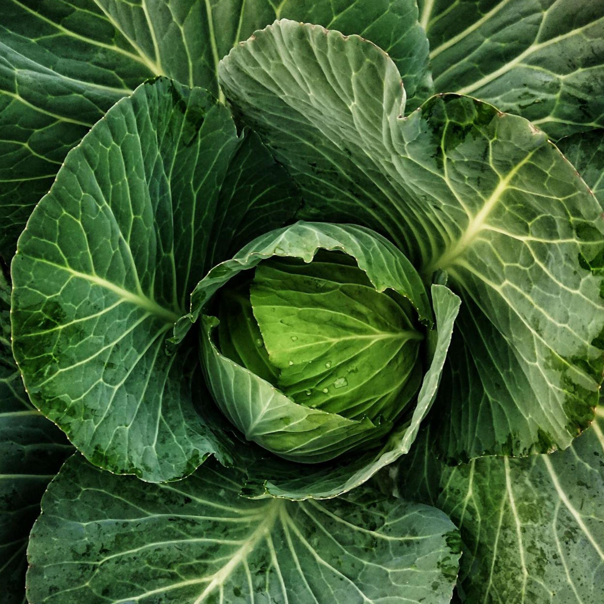 Early Jersey Wakefield Cabbage Seeds / Brassica oleracea var. capitata - Image 3