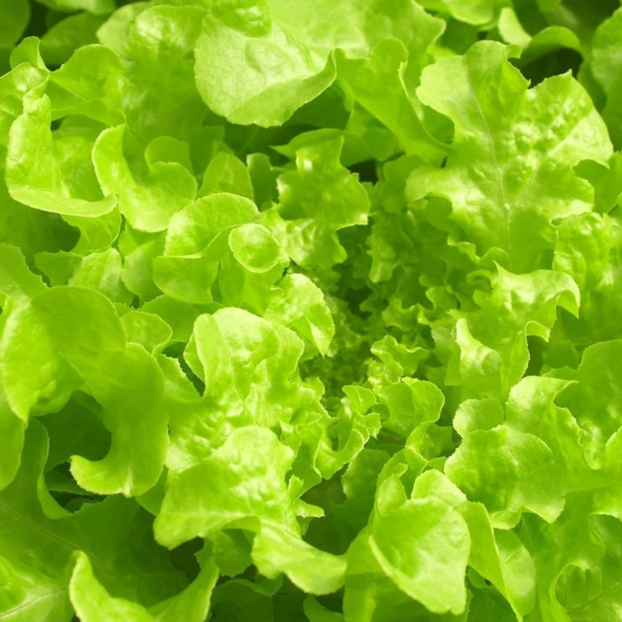 Green Salad Bowl Lettuce Seeds / Lactuca sativa 'Salad Bowl' - Image 3