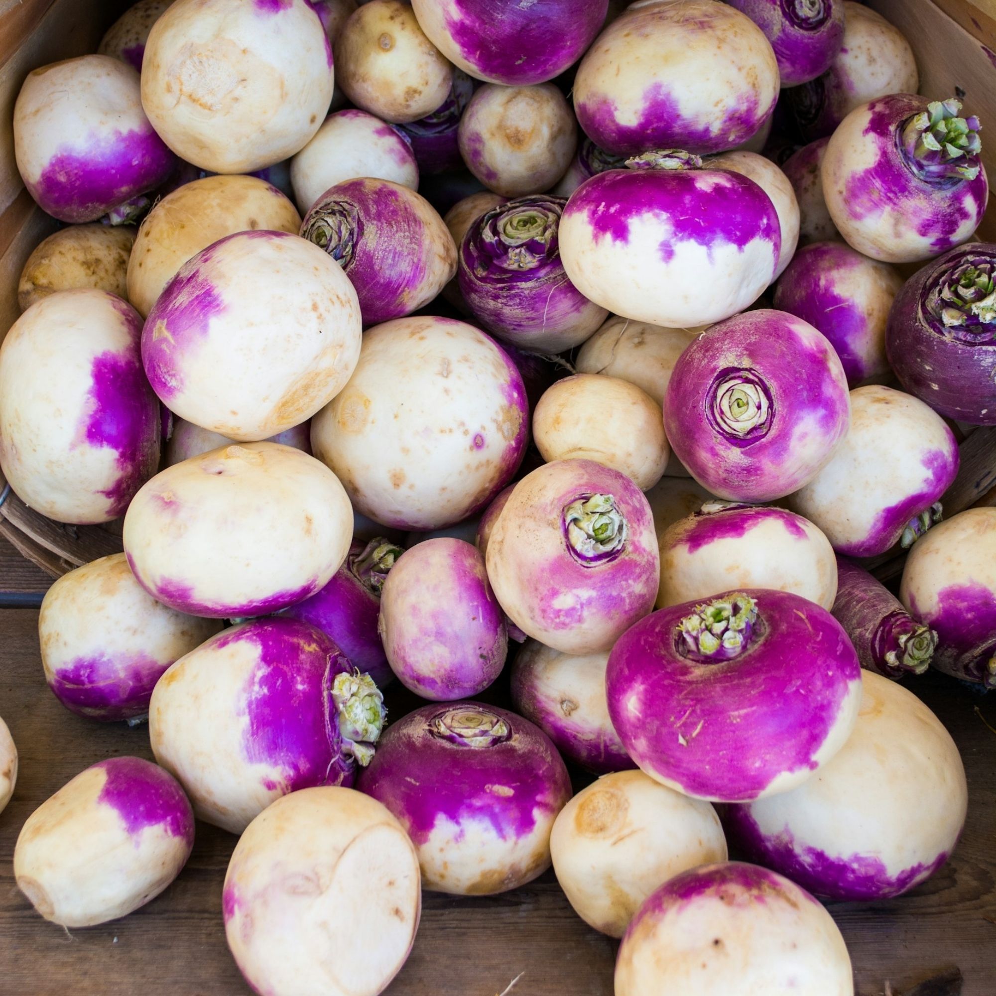 Purple Top White Globe Turnip / Brassica rapa 'Purple Top' - Image 4