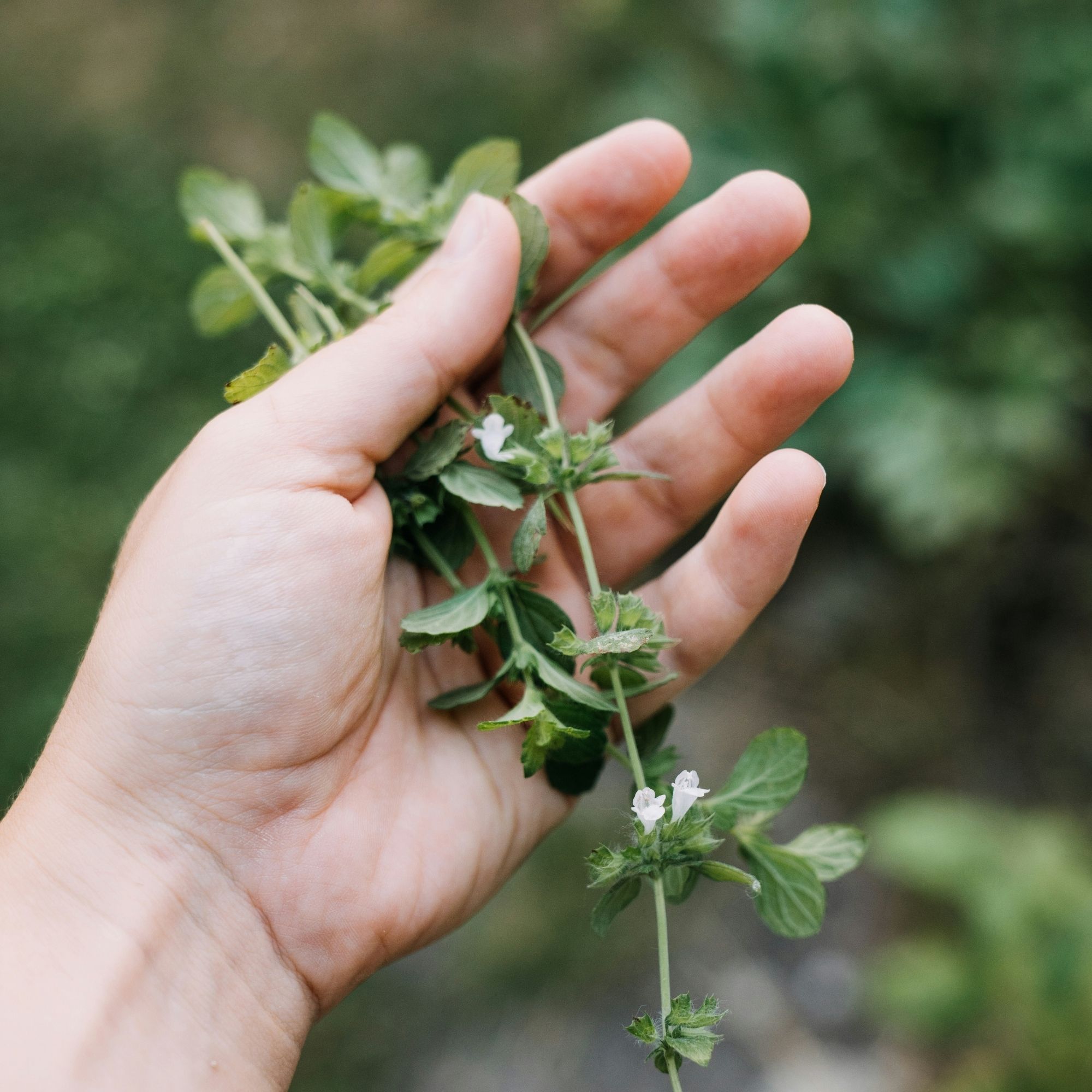 Lemon Balm Seeds / Melissa Officinalis - Image 4