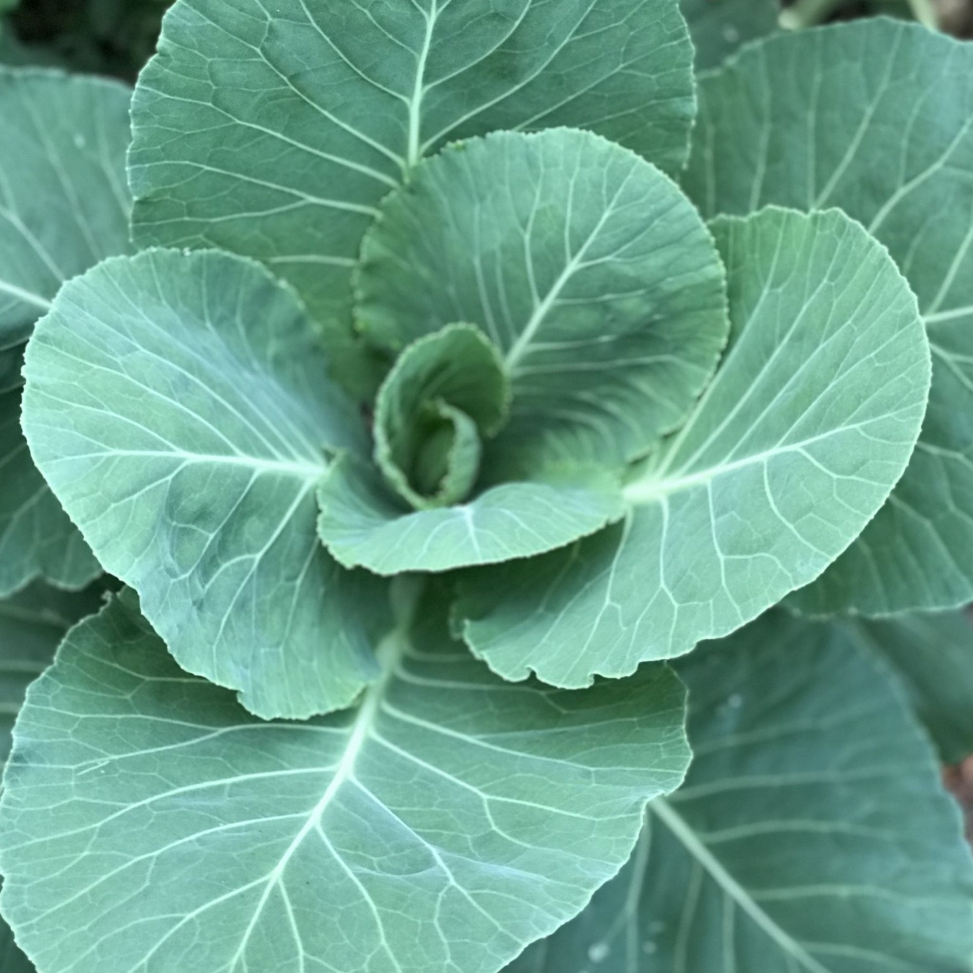 Early Jersey Wakefield Cabbage Seeds / Brassica oleracea var. capitata - Image 4