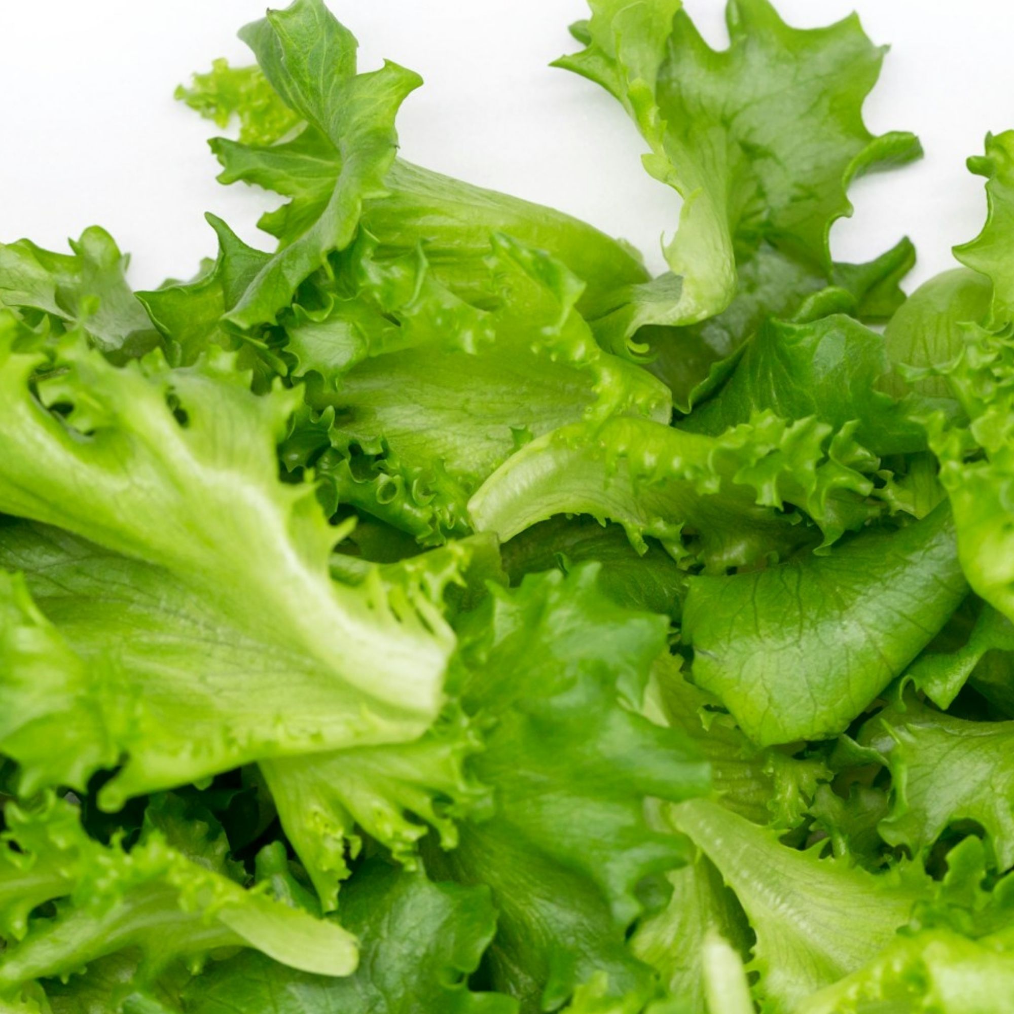 Green Salad Bowl Lettuce Seeds / Lactuca sativa 'Salad Bowl' - Image 4
