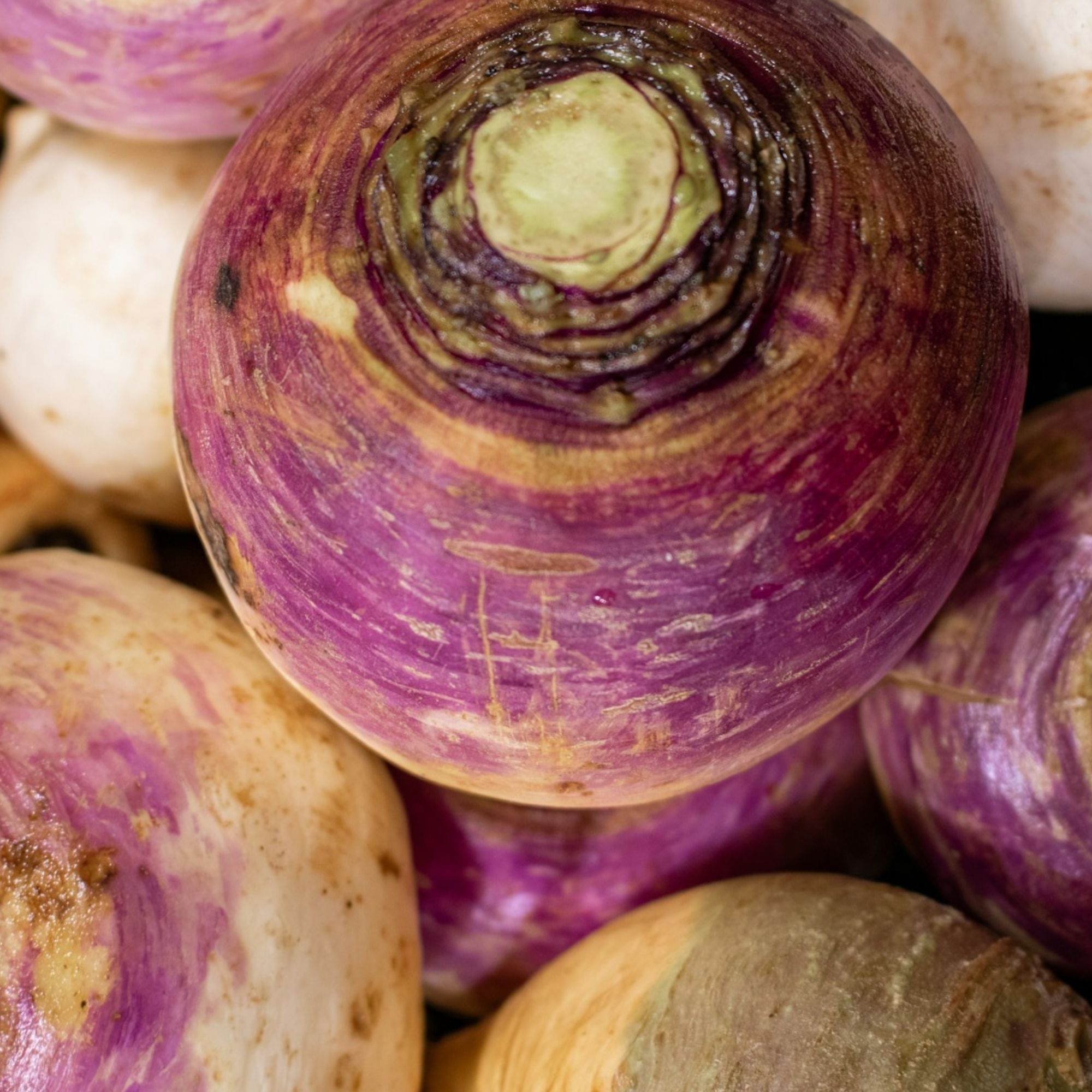 Purple Top White Globe Turnip / Brassica rapa 'Purple Top' - Image 5