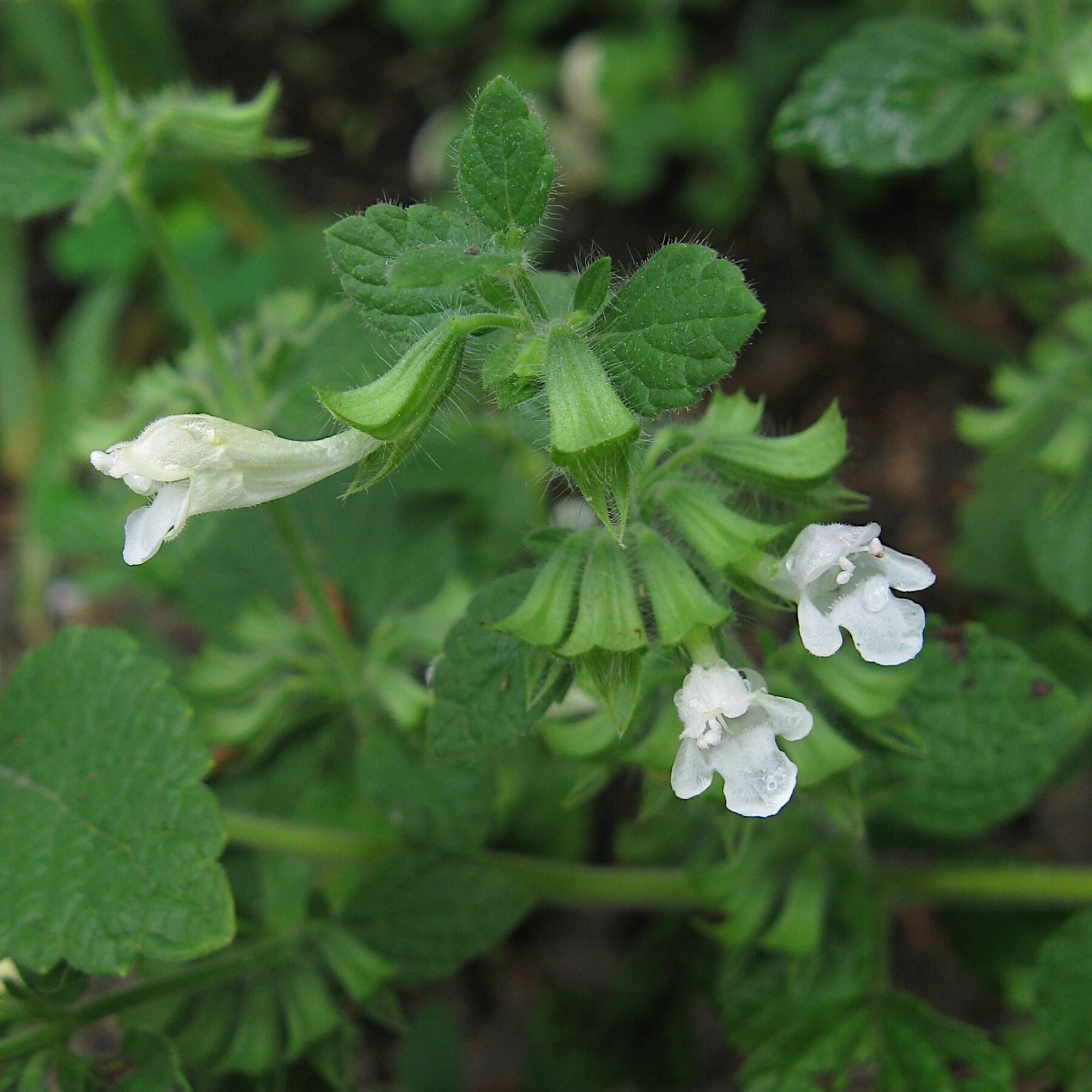 Lemon Balm Seeds / Melissa Officinalis - Image 5